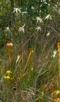 Dichromena or Rhynchospora latifolia