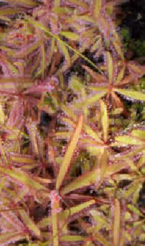 Drosera adelae