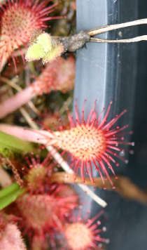 Drosera capillaris