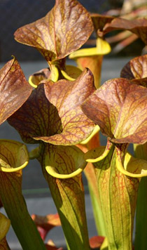 Sarracenia flava "Carmelitta"