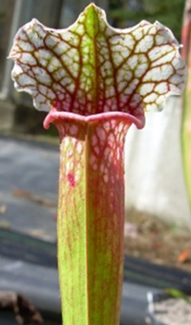 Sarracenia "Candy Striper"