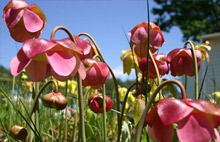 Sarracenia "Caroline" Flowers