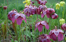 Sarracenia "Margie Flowers" Flowers