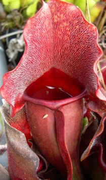 Sarracenia "Margie Flowers"