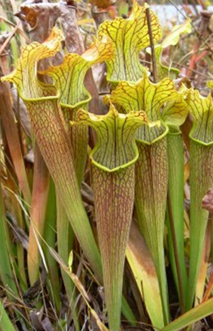 Sarracenia-alabamesis-ssp-wherryi-Large.jpg