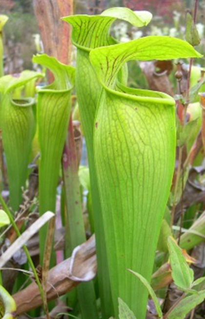 Sarracenia Minor hooded pitcher carnivorous plant Drosera Sundew DIRT SAND 20lbs 