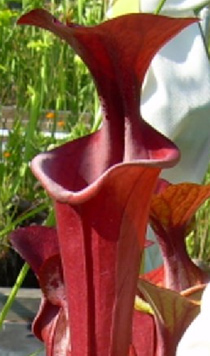 Sarracenia flava "Powhatan"