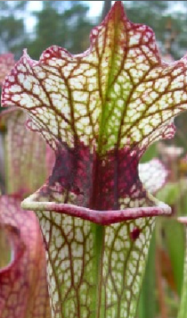 Sarracenia flava x Sarracenia leucophylla