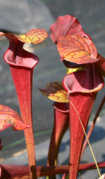 Sarracenia flava x Sarracenia oreophila