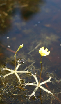 Utricularia radiata