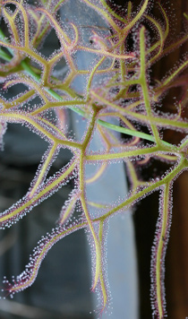 Drosera binata var. multifida