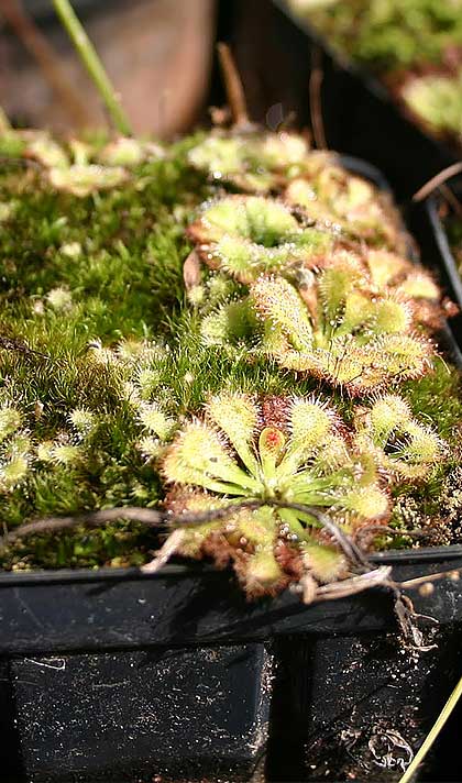Drosera capillaris