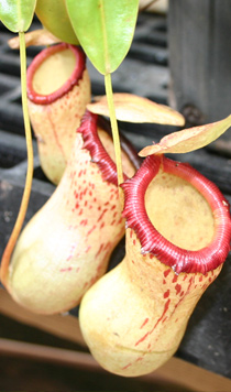 Nepenthes, The Asian Pitcher Plant