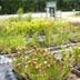 Meadowview Biological Research Station Pitcher Plant Beds