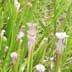 Meadowview Biological Research Station Sarracenia