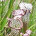 Meadowview Biological Research Station Sarracenia leucophylla
