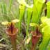 Meadowview Biological Research Station Pitcher Plants
