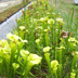 Meadowview Biological Research Station Pitcher Plants