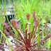 Meadowview Biological Research Station Pitcher Plants