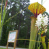 Meadowview Biological Research Station Pitcher Plants
