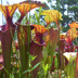 Meadowview Biological Research Station Pitcher Plants