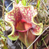 Meadowview Biological Research Station Pitcher Plants