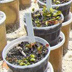 Meadowview Biological Research Station Pitcher Plants