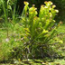 Meadowview Biological Research Station Pitcher Plants