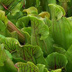Meadowview Biological Research Station Pitcher Plants