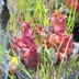 Meadowview Biological Research Station Pitcher Plants