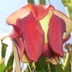 Meadowview Biological Research Station Pitcher Plants
