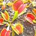 Meadowview Biological Research Station Pitcher Plants