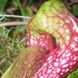 Meadowview Biological Research Station Pitcher Plants