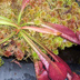 Meadowview Biological Research Station Pitcher Plants