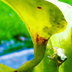 Meadowview Biological Research Station Pitcher Plants