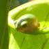 Meadowview Biological Research Station Pitcher Plants