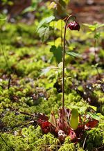 Caroline County Preserve | Sarracenia Purpurea