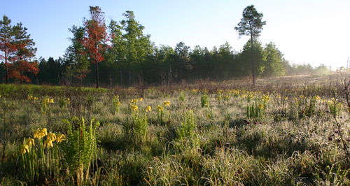 Joseph Pines Preserve Sarracenia flava