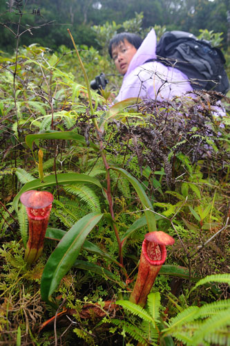 François Mey Nepenthes bokorensis