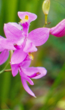 Calopogon tuberosus