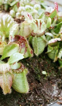 Cephalotus follicularis
