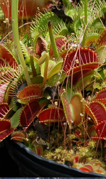 Dionaea muscipula