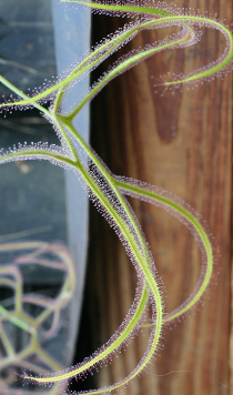 Drosera binata var. dichotoma