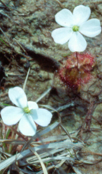 Drosera brevifolia