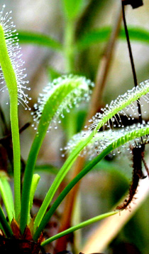 Drosera capensis