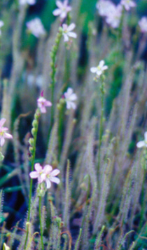 Drosera filiformis