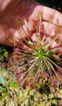 Drosera intermedia