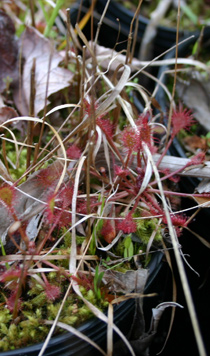 Drosera rotundifolia x Drosera intermedia