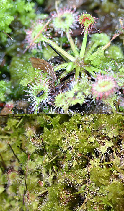 Drosera rotundifolia