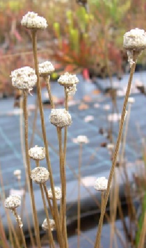 Eriocaulon decangulare (Pipewort)